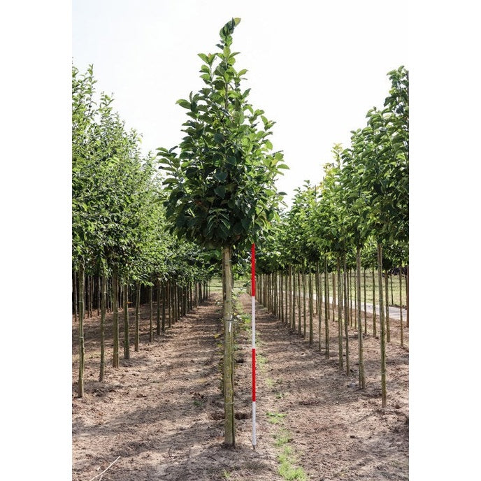 Rosenmagnolia - Magnolia 'Galaxy' - Stammens omkrets 16-18 cm, höjd 3,5-4 meter, HS, COCO